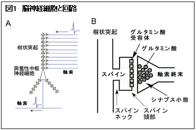 テキスト ボックス: 図1　脳神経細胞と回路     