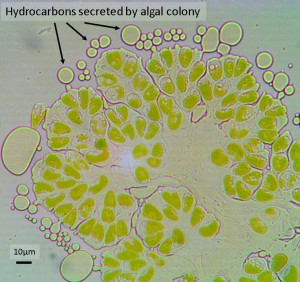 Botryococcus braunii