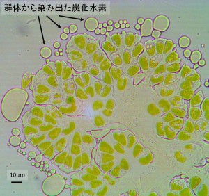 ボツリオコッカス(Botryococcus braunii)