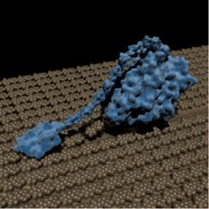 cellulose_full