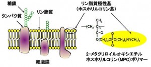 joint-ja-02 細胞膜を模倣した新しいバイオマテリアル「MPCポリマー」