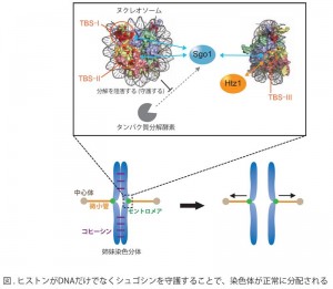 histones_full