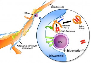HSC-en_full