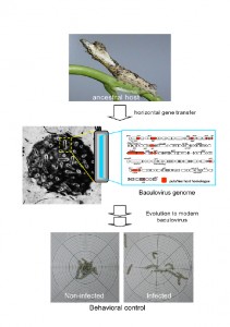 240410農-en_full Evolution to modern baculovirus