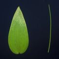 cladodes_full Asparagus属植物の仮葉枝の形態. Asparagus asparagoidesの仮葉枝 (左)とA. officinalisの仮葉枝 (右). © Hokuto Nakayama