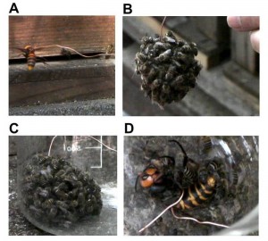 honeybee_full