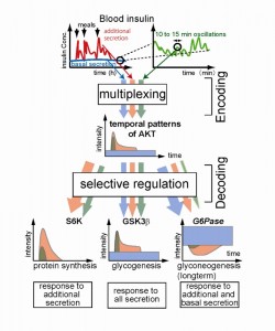 The AKT Pathway Multiplexes Temporal Patterns of Insulin level. © Shinya Kuroda The AKT Pathway Multiplexes Temporal Patterns of Insulin level. Temporal patterns of insulin secretion (upper panels) are encoded in temporal patterns of AKT. The encoded information on insulin secretion is selectively decoded by downstream target molecules using differences in network structures and kinetics.© Shinya Kuroda