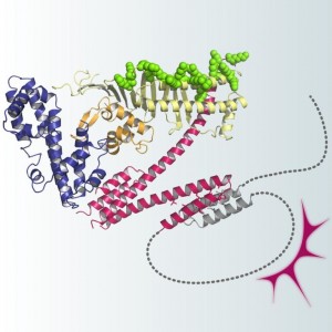 ピロリ菌がんたんぱく質CagAは固い構造を有する体部(全体の70%)と天然変性構造からなる尾部(全体の30%)から構成される © 畠山 昌則