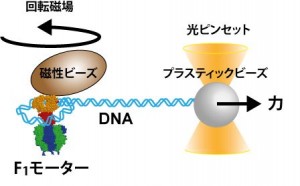 分子リールでDNAを巻き取る方法 © Huijuan You