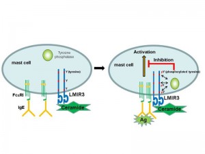 Upon engagement of high-affinity immunoglobulin E (IgE) receptor, extracellular ceramide-LMIR3 binding inhibits mast cell activation through tyrosine-phosphorylation of LMIR3. © Jiro Kitaura