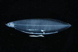 ウナギのレプトセファルス © Katsumi Tsukamoto