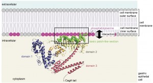 20130107_pharmaceutical-sciences_en_full CagA localization to intracellular surface of the cell membrane via interaction between basic patch and acidic membrane phospholipid. © Hatakeyama Lab.
