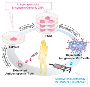 Illustration of T-cell immune system regeneration model by reprogramming to pluripotency and redifferentiation. © Toshinobu Nishimura