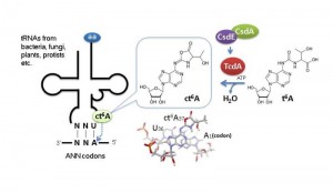 N6-Threonylcarbamoyladenosine (t6A), a modified nucleotide found in certain tRNAs, has an essential role in translational fidelity. &copy;Tsutomu Suzuki.