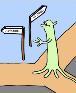 © Takahiro Chihara. 匂い神経が脳内で迷子にならないようにする仕組み:小胞体機能分子Meigoの発見