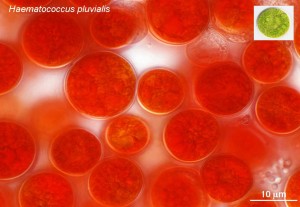 Figure 1. Haematococcus. This species, which is originally green, becomes red after accumulating astaxanthin when cultivated under strong light. Astaxanthin can be used as food coloring for chicken’s eggs and trout as well as antioxidant agent. The oil contained by the substance could also be used as a biofuel. There are also many other high-potential species that produce copious amounts of oil. © Shigeyuki Kawano. Figure 1. Haematococcus. This species, which is originally green, becomes red after accumulating astaxanthin when cultivated under strong light. Astaxanthin can be used as food coloring for chicken’s eggs and trout as well as antioxidant agent. The oil contained by the substance could also be used as a biofuel. There are also many other high-potential species that produce copious amounts of oil. © Shigeyuki Kawano.