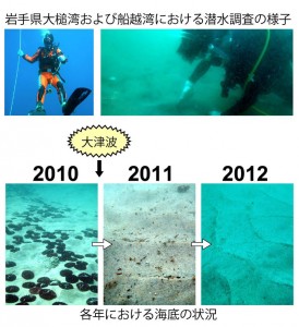 © Koji SEIKE. 潜水調査の様子(上段)と岩手県船越湾の海底における大津波前後の変化(下段)。