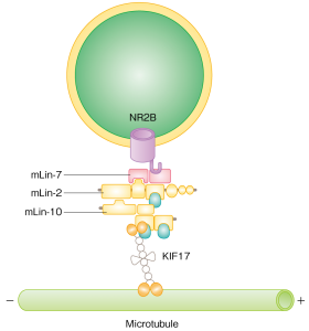 Figure 2: KIF17 coupling mechanism with vesicle NR2B (part of an NMDA receptor). Figure 2: KIF17 coupling mechanism with vesicle NR2B (part of an NMDA receptor).