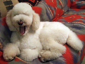 © Toshikazu Hasegawa, Dogs are able to catch yawns from humans