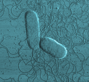 Marine bacteria possessing rhodopsin