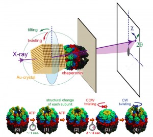 Schematic model of the conformational change in the chaperonin.