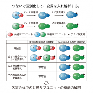 FALC(Functional Analysis of Linker-mediated Complex)法の原理