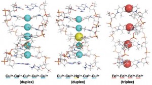 Figure 2: Artificial metallo-DNAs formed by self-assembly.