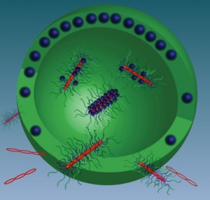 © Kazunori Kataoka et al.