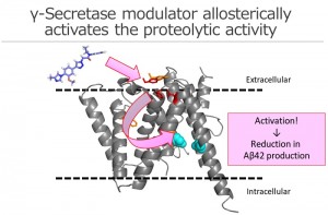 © 2014 Taisuke Tomita. Phenylimidazole-type γ-secretase modulator targets to the extracellular side of presenilin, a catalytic subunit, and allosterically induces a conformational changes at the intramembrane catalytic site to reduce Aβ42 production from neurons.