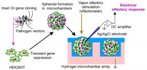 © 2014 Koji Sato. Schematic drawing of chemical vapor detection using insect OR complex. OR expressing spheroids were obtained by a culture of insect OR expression vector transfected cells in the microchamber. The microchamber was fabricated by photolithography. OR-expressing spheroids were loaded onto the surface of a hydrogel microchamber, and the extracellular field potential of the individual spheroid was recorded as the olfactory response.