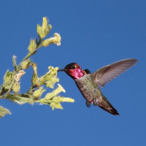 Hummingbirds sense nectar’s sweetness. Hummingbirds sense nectar’s sweetness.