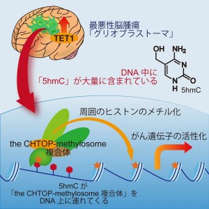 最悪性脳腫瘍においては、TET1と呼ばれる酵素が高発現しており、この酵素の作用によって大量の5hmCが生み出されている。5hmCはDNA上のがん遺伝子の部分に多く存在しており、「CHTOP-methylosome複合体」を引き付ける。「CHTOP-methylosome複合体」は、周囲のヒストンをメチル化することで、がん遺伝子を活性化する。この仕組みが、脳腫瘍の腫瘍形成に重要な役割を果たしている。