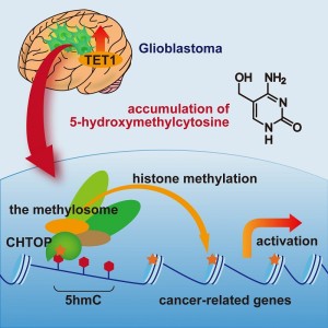 2© 2014 Hiroki Takai. Glioblastoma, the most malignant type of brain tumor, contains elevated levels of TET1, which generates 5-hydroxymethylcytosine (5hmC). 5hmC recruits the CHTOP-methylosome complex, which methylates histones and activates cancer-related genes. 5hmC plays critical roles in the tumorigenicity of glioblastoma cells.