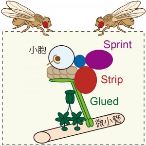 Stripタンパク質は微小管上の小胞輸送に関わる分子(Glued)と小胞融合に関わる分子(Sprint)と複合体を形成する。 Stripタンパク質は微小管上の小胞輸送に関わる分子(Glued)と小胞融合に関わる分子(Sprint)と複合体を形成する。