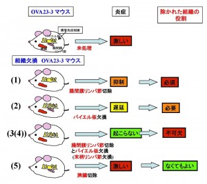 © 2015 足立(中嶋)はるよ 食物アレルギーを患った遺伝子改変マウスにオボアルブミンを投与することで誘導される腸炎の原因組織を同定するため、各種リンパ系の組織を欠損したマウスを作製した。欠損させた組織は以下の5種である(1, MLNs; 腸間膜リンパ節、2, PPs; パイエル板、3 (4), MLNs and PPs (pLNs); 腸間膜リンパ節とパイエル板、5, SP; 脾臓)。腸管免疫系のリンパ節(MLNs とPPs)は腸炎誘導に必須である一方、全身的に防御を担う免疫系(SP)は炎症形成には影響しない。