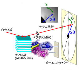 © 2015 Yuji Sasaki. MHC分子に結合した抗原ペプチドの内部運動を1分子計測することに成功したDXT装置配置図。