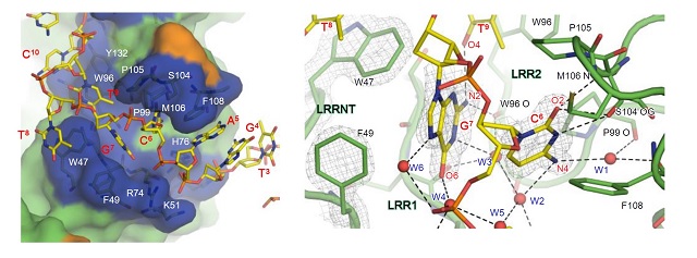 図2:TLR9によるCpGモチーフの認識の結合様式