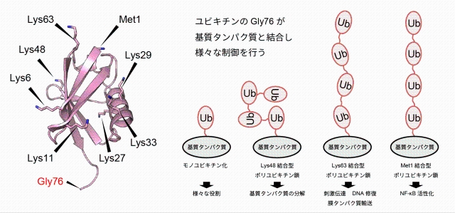 図1：ポリユビキチン鎖のモデル。
