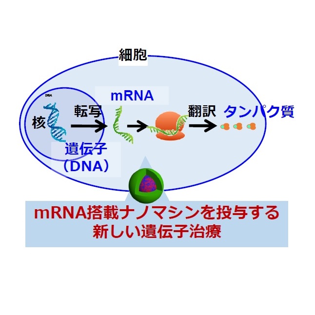 © Miyuki Baba et al.