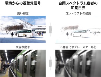 図1:環境からの視聴覚信号とそれにより引き起こされる自閉スペクトラム症者の知覚過敏や知覚鈍麻の症状