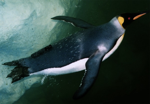 ペンギンは水中で泳ぐとき、海面への浮上の途中で翼を動かすのを完全に止めても滑らかな上昇を続けられることがバイオロギングによって明らかになっている。CREDIT: 2018 Katsufumi Sato. ペンギンは水中で泳ぐとき、海面への浮上の途中で翼を動かすのを完全に止めても滑らかな上昇を続けられることがバイオロギングによって明らかになっている。CREDIT: 2018 Katsufumi Sato.