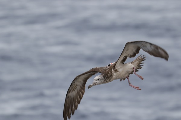 三陸沖を飛行するオオミズナギドリ。CREDIT: 2018 Yusuke Goto. 三陸沖を飛行するオオミズナギドリ。CREDIT: 2018 Yusuke Goto.