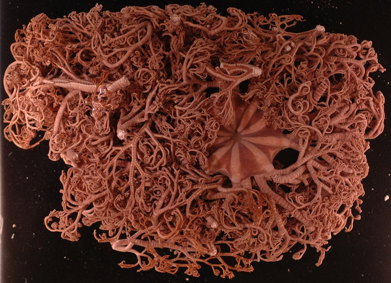 Basket stars mainly live approximately 100 to 2,000 meters deep in the ocean all over the world. Whenever one arm of a basket star breaks, it regenerates into multiple new arms. Basket stars and brittle stars move by wriggling their arms. They eat planktonic creatures and dead material from the ocean floor. Project Assistant Professor Masanori Okanishi co-published a paper in early 2018 identifying this new species of basket star, Astrodendrum spinulosum. Okanishi studied 11 specimens of this species to write the official species description. Citation: http://www.mapress.com/j/zt/article/view/zootaxa.4392.2.4/13992 © 2018 Masanori Okanishi. Basket stars mainly live approximately 100 to 2,000 meters deep in the ocean all over the world. Whenever one arm of a basket star breaks, it regenerates into multiple new arms. Basket stars and brittle stars move by wriggling their arms. They eat planktonic creatures and dead material from the ocean floor. Project Assistant Professor Masanori Okanishi co-published a paper in early 2018 identifying this new species of basket star, Astrodendrum spinulosum. Okanishi studied 11 specimens of this species to write the official species description. Citation: http://www.mapress.com/j/zt/article/view/zootaxa.4392.2.4/13992 © 2018 Masanori Okanishi.