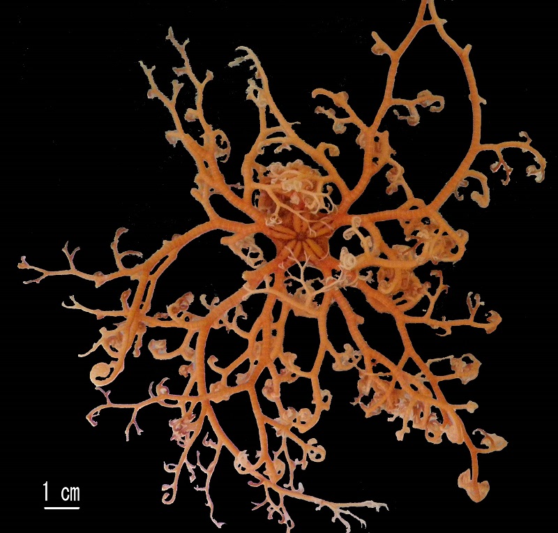 This is Astroglymma sculpta, a basket star collected 30 meters deep off of Wakayama Prefecture, south of Osaka, in 2009. Scientific studies that identify new species include detailed descriptions that can be used to tell apart similar species. Taxonomists like Project Assistant Professor Masanori Okanishi build mental encyclopedias of these descriptions that they rely on during field trips or when examining museum specimens.My first reaction when I find a new species is not a specific thought, but just a feeling that I have not read about nor seen this before, says Okanishi. © 2018 Masanori Okanishi. This is Astroglymma sculpta, a basket star collected 30 meters deep off of Wakayama Prefecture, south of Osaka, in 2009. Scientific studies that identify new species include detailed descriptions that can be used to tell apart similar species. Taxonomists like Project Assistant Professor Masanori Okanishi build mental encyclopedias of these descriptions that they rely on during field trips or when examining museum specimens. My first reaction when I find a new species is not a specific thought, but just a feeling that I have not read about nor seen this before, says Okanishi. © 2018 Masanori Okanishi.