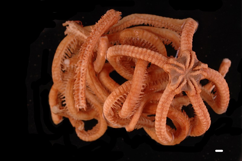 Some species of brittle stars, related to basket stars, are called snake stars because of how they move their flexible arms. When a brittle star arm breaks, it regenerates a single new arm (unlike the multiple, forked regenerations by in basket stars). This is Ophiocreas spinulosus, a brittle star collected in 1998 and part of Project Assistant Professor Masanori Okanishi's research. © 2018 Masanori Okanishi. Some species of brittle stars, related to basket stars, are called snake stars because of how they move their flexible arms. When a brittle star arm breaks, it regenerates a single new arm (unlike the multiple, forked regenerations by in basket stars). This is Ophiocreas spinulosus, a brittle star collected in 1998 and part of Project Assistant Professor Masanori Okanishi's research. © 2018 Masanori Okanishi.