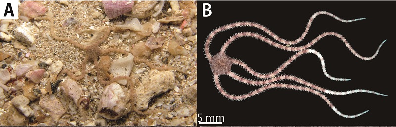 The left image is a brittle star Ophiozonella cavernalis in its natural habitat near the Ryukyu Islands (including Okinawa) in southwestern Japan taken by Professor Yoshihisa Fujita (Okinawa Prefectural University of Arts) in May 2017, a research study to which Project Assistant Professor Masanori Okanishi contributed. The right image is a research photo of the same species in the laboratory. This research trip was the first time researchers found brittle stars living in submarine caves from the Pacific Ocean. The specimens were collected 8 to 27 meters deep. The cavernalis species names were inspired by the species cave-dwelling habits. Research originally published in Zootaxa journal http://www.mapress.com/j/zt/article/view/zootaxa.4377.1.1/13629 © 2018 Zootaxa. The left image is a brittle star Ophiozonella cavernalis in its natural habitat near the Ryukyu Islands (including Okinawa) in southwestern Japan taken by Professor Yoshihisa Fujita (Okinawa Prefectural University of Arts) in May 2017, a research study to which Project Assistant Professor Masanori Okanishi contributed. The right image is a research photo of the same species in the laboratory. This research trip was the first time researchers found brittle stars living in submarine caves from the Pacific Ocean. The specimens were collected 8 to 27 meters deep. The cavernalis species names were inspired by the species cave-dwelling habits. Research originally published in Zootaxa journal http://www.mapress.com/j/zt/article/view/zootaxa.4377.1.1/13629 © 2018 Zootaxa.