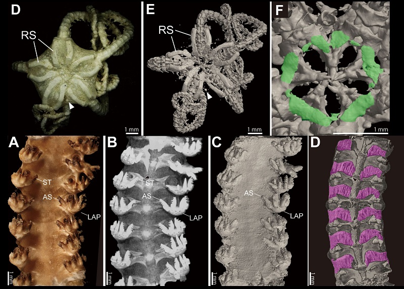 Project Assistant Professor Masanori Okanishi helped create the first X-ray microcomputed tomography (microCT) images of any basket or brittle star. Traditional methods of examining the specimens involve dissolving flesh off of the bones so no soft tissues can be studied. MicroCT allows researchers to identify specimens without destroying them, leaving the possibility for future analysis. These are microCT images of Asteronyx loveni, the first such images created of any brittle star. Green color in highlights bones of the mouth ossicle (peristomial plates) and purple color highlights muscles. Research originally published in ZooKeys Journal https://doi.org/10.3897/zookeys.663.11413 © 2018 ZooKeys Journal. Project Assistant Professor Masanori Okanishi helped create the first X-ray microcomputed tomography (microCT) images of any basket or brittle star. Traditional methods of examining the specimens involve dissolving flesh off of the bones so no soft tissues can be studied. MicroCT allows researchers to identify specimens without destroying them, leaving the possibility for future analysis. These are microCT images of Asteronyx loveni, the first such images created of any brittle star. Green color in highlights bones of the mouth ossicle (peristomial plates) and purple color highlights muscles. Research originally published in ZooKeys Journal https://doi.org/10.3897/zookeys.663.11413 © 2018 ZooKeys Journal.