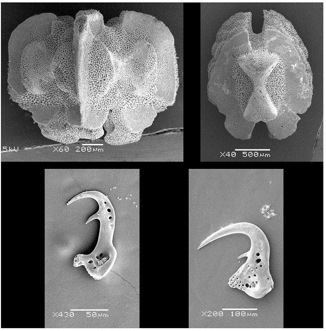 Taxonomists use electron microscope images of ossicles, small skeleton bones, to identify different species. Improved imaging technology and molecular biology techniques create new tools to study biodiversity. In the future, Project Assistant Professor Masanori Okanishi hopes to participate in molecular genetics studies to better understand the species he has identified. I would like to understand how brittle and basket stars regenerate their arms, and to be able to grow them in captivity. © 2018 Masanori Okanishi. Taxonomists use electron microscope images of ossicles, small skeleton bones, to identify different species. Improved imaging technology and molecular biology techniques create new tools to study biodiversity. In the future, Project Assistant Professor Masanori Okanishi hopes to participate in molecular genetics studies to better understand the species he has identified. I would like to understand how brittle and basket stars regenerate their arms, and to be able to grow them in captivity. © 2018 Masanori Okanishi.