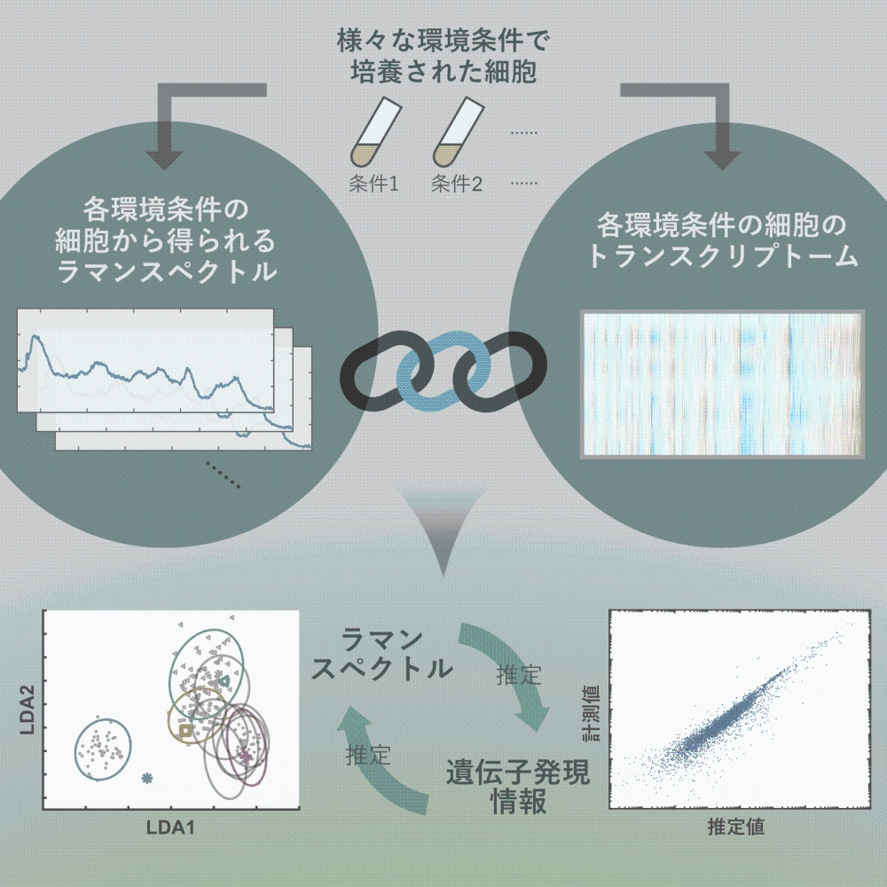 今回の研究のイメージ図