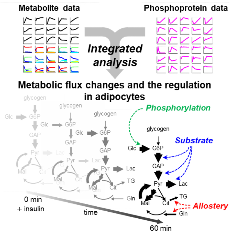 Two blocks of line graphs and text arranged to represent simplified cell signaling pathways.